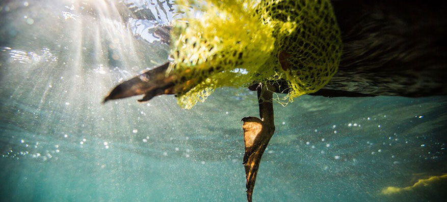 Naredi nekaj za naravo Postani NNN član Raca ujeta v plastiko jpg