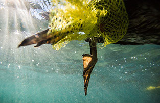 Naredi nekaj za naravo Postani NNN član Raca ujeta v plastiko jpg